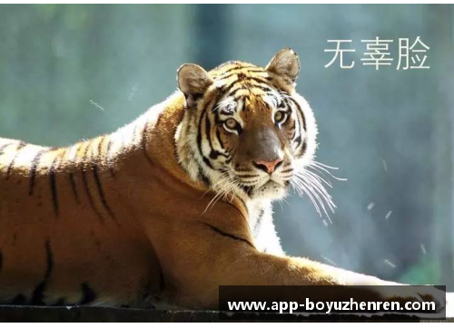 博鱼真人广东华南虎新援表现出色，助力球队击败强敌